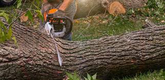 Professional Tree Removal in Ocean Grove, MA